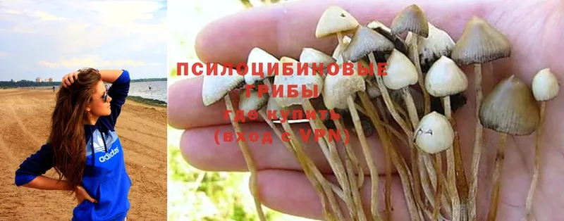 Псилоцибиновые грибы MAGIC MUSHROOMS  кракен   Игарка 